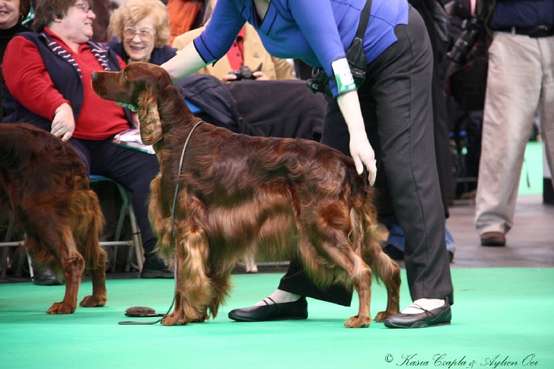 Crufts2011 560.jpg